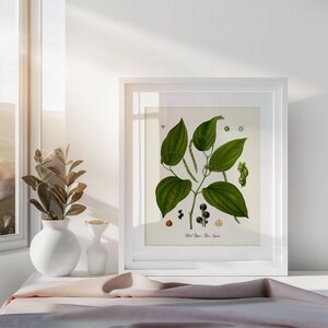 May include: A framed botanical illustration of a black pepper plant with green leaves and black peppercorns. The illustration is on a white background with the text "Black Pepper, Piper Nigrum".