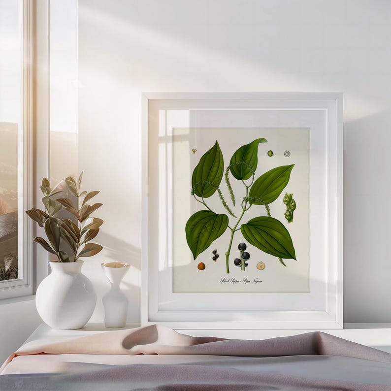 May include: A framed botanical illustration of a black pepper plant with green leaves and black peppercorns. The illustration is on a white background with the text "Black Pepper, Piper Nigrum".