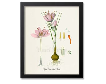 Saffron Crocus Botanical Print, Crocus Botanical Art Print, Crocus Wall Art, Crocus Decor, Kitchen Art Print, Crocus Sativus