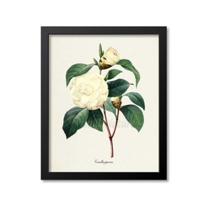 Japanese camellia Flower Art Print, Botanical Art Print, Flower Wall Art, Flower Print, Floral Print, Redoute Art, white, Camellia japonica