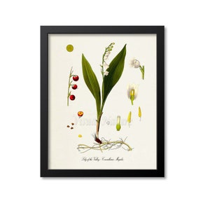 Lily of the Valley Botanical Print, Wall Art Decor, Medicinal Plant, Convallaria Majalis