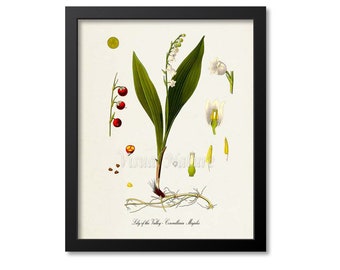 Lily of the Valley Botanical Print, Wall Art Decor, Medicinal Plant, Convallaria Majalis