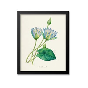 Blue Lotus Flower Art Print, Blue Water Lily Botanical Art Print, Flower Print, Floral, Redoute,blue,green,Egyptian lotus, Nymphaea caerulea