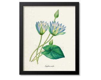 Blue Lotus Flower Art Print, Blue Water Lily Botanical Art Print, Flower Print, Floral, Redoute,blue,green,Egyptian lotus, Nymphaea caerulea