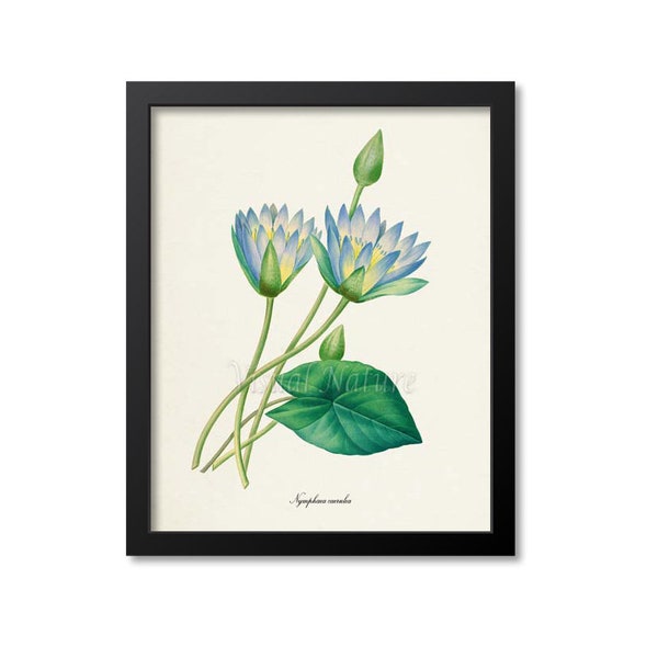 Blue Lotus Flower Art Print, Blue Water Lily Botanical Art Print, Flower Print, Floral, Redoute,blue,green,Egyptian lotus, Nymphaea caerulea