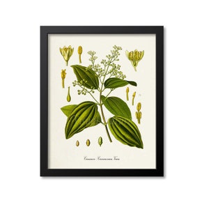 Cinnamon Botanical Print, Cinnamon Botanical Art Print, Cinnamon Wall Art, Cinnamon Decor, Cinnamomum Verum