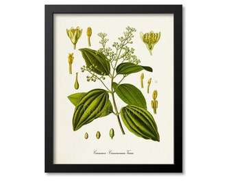 Cinnamon Botanical Print, Cinnamon Botanical Art Print, Cinnamon Wall Art, Cinnamon Decor, Cinnamomum Verum