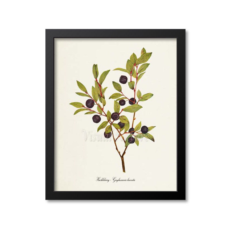 Huckleberry Botanical Print, Huckleberry Wall Art Print, Fruit Art, Fruit Print, Kitchen Art, Garden, Idaho State Fruit, Gaylussacia baccata