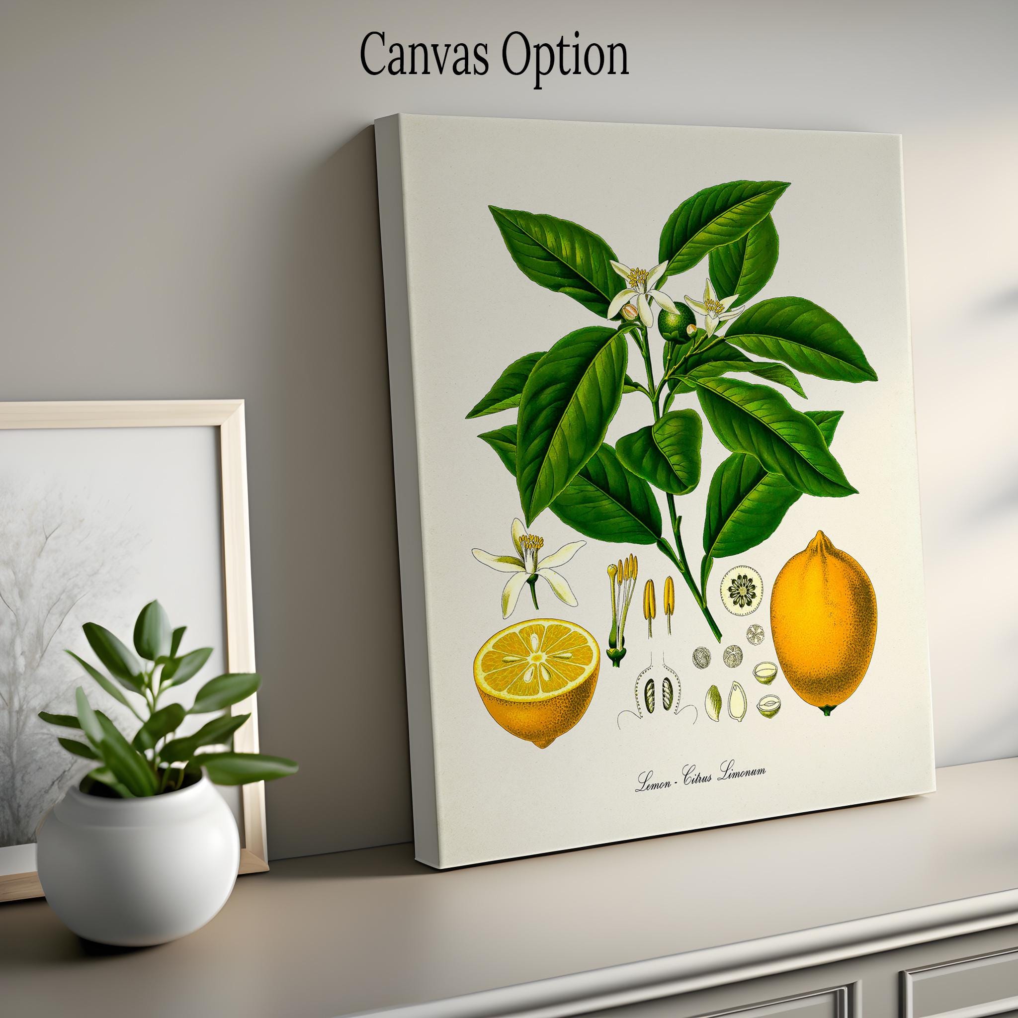 Lemon Botanical Print, Lemon Botanical Art Print, Lemon Wall Art, Lemon ...