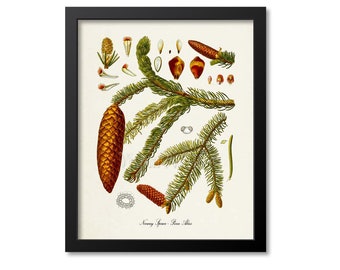 Norway Spruce Botanical Print, Norway Spruce Botanical Art Print, Norway Spruce Wall Art, Norway Spruce Decor, Picea Abies
