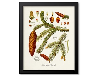 Norway Spruce Botanical Print, Norway Spruce Botanical Art Print, Norway Spruce Wall Art, Norway Spruce Decor, Picea Abies