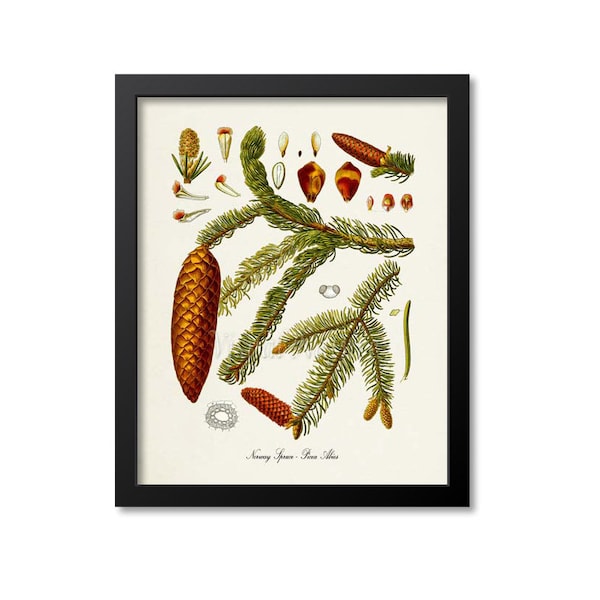 Norway Spruce Botanical Print, Norway Spruce Botanical Art Print, Norway Spruce Wall Art, Norway Spruce Decor, Picea Abies