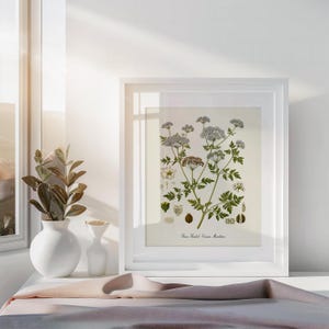 Poison Hemlock Botanical Print, Poison Hemlock Botanical Art Print, Poison Hemlock Wall Art, Poison Hemlock Decor, Conium Maculatum image 3