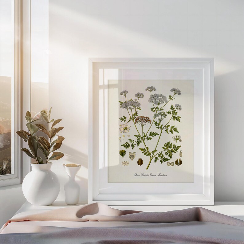 Poison Hemlock Botanical Print, Poison Hemlock Botanical Art Print, Poison Hemlock Wall Art, Poison Hemlock Decor, Conium Maculatum image 3