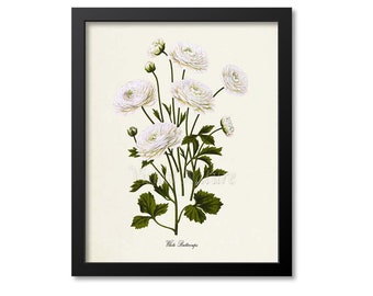 May include: A vintage botanical illustration of white buttercups with green stems and leaves. The image is framed in black and has the text "White Buttercups" at the bottom.