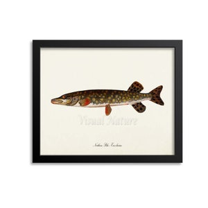 Northern Pike Art Print, Fishing Art Print, Fishing Wall Art Decor