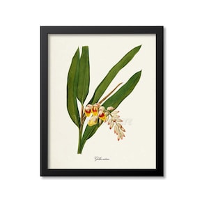 May include: A vintage botanical illustration of a Galanga plant with yellow and red flowers and green leaves. The illustration is framed in black and has the text "Galanga major" at the bottom.