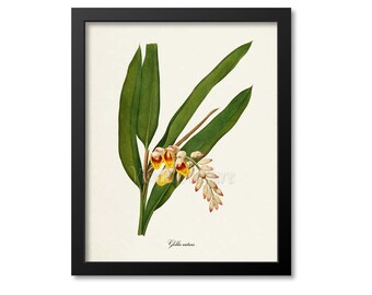 Shell Ginger Flower Art Print, Pink-Porcelain Lily Botanical Art Print, Flower Wall Art, Flower Print, Floral, Redoute, pink, Globba nutans
