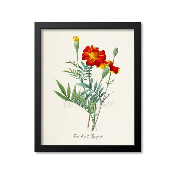 French Marigold Botanical Print, Marigold Botanical Art Print, Marigold Wall Art, Marigold Decor, Flower Art Print, Tagetes patula