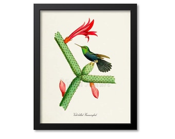 Violet-bellied Hummingbird Print, Bird Art Print, Bird Art, Bird Poster, Flower Art, Floral Garden, Hummingbird Botanical Art, green, red