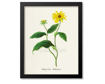 Black-eyed Susan Flower Art Print, Botanical Art Print, Flower Gallery Wall Art, Yellow Flower Print, Vintage Floral Print, Rudbeckia hirta