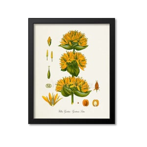 Yellow Gentian Botanical Print, Yellow Gentian Botanical Art Print, Yellow Gentian Wall Art, Yellow Gentian Decor, Gentiana Lutea