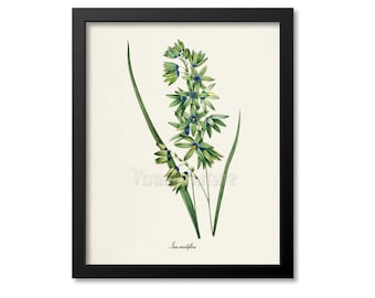 Corn Lily Botanical Art Print, Flower Wall Art,Flower Print,Redoute Art,blue green,Turquoise Ixia viridiflora