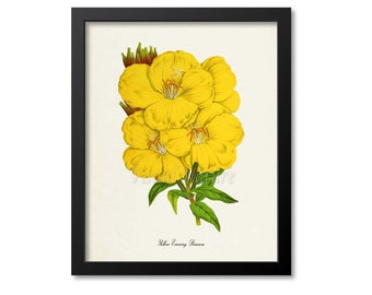 Yellow Evening Primrose Flower Art Print, Primrose Wall Art, Botanical Art Print, Flower Wall Art, Flower Print, Floral Print