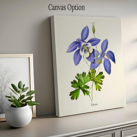 Columbine Flower Art Print, Botanical Art Print, Flower Wall Art