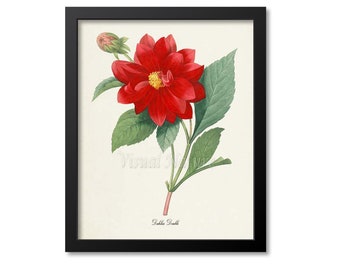 Botanical Print, Botanical Art, Dahlia Double Botanical Art Print, Flower Wall Art, Flower Print, Floral Print, Redoute Botanical Print, red