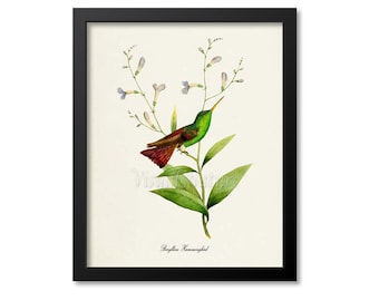 Impresión de colibrí berílico, impresión de arte de aves, arte de aves, póster de aves, arte floral, jardín floral, arte de colibrí, verde, marrón