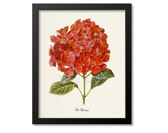 Red Hydrangea Flower Art Print, Botanical Art Print, Flower Wall Art, Flower Print, Floral Print, Home Decor