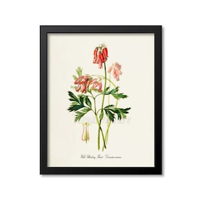 Wild Bleeding Heart Flower Art Print, Botanical Art Print, Flower Print, Dicentra eximia