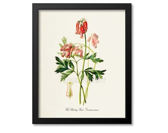 Wild Bleeding Heart Flower Art Print, Botanical Art Print, Flower Print, Dicentra eximia