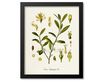 Cocaine Botanical Print, Cocaine Botanical Art, Medicinal Plant Print, Drug Plant Art, Botanical Wall Art, Erythroxylum Coca