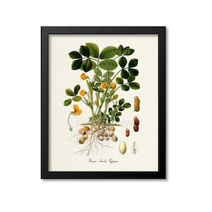 Peanut Botanical Print, Peanut Botanical Art Print, Peanut Wall Art, Peanut Decor, Kitchen Art Print, Arachis Hypogaea
