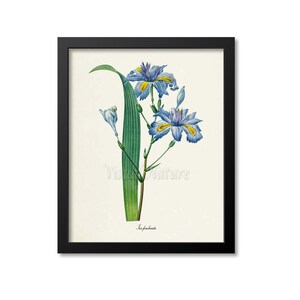 Puede incluir: Una ilustración botánica vintage de una flor de Iris azul y amarilla con hojas verdes. La ilustración está enmarcada en negro y tiene el texto "Iris fimbriata" en la parte inferior.