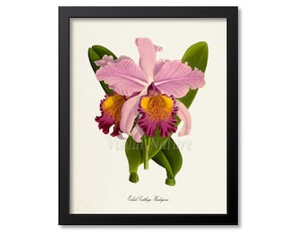Orchid Cattleya Hardyana Flower Art Print, Botanical Art Print, Flower Wall Art, Flower Print, Floral Print,pink, yellow orchid flower print