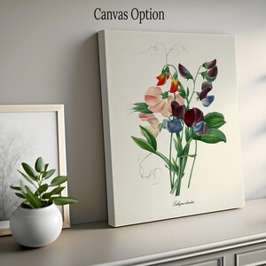 May include: A vintage botanical illustration of a bouquet of sweet peas with pink, red, and purple flowers. The illustration is on a white background with the text "Lathyrus odoratus" at the bottom.