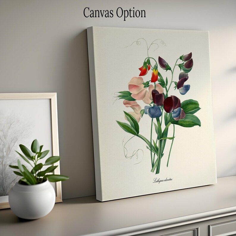 May include: A vintage botanical illustration of a bouquet of sweet peas with pink, red, and purple flowers. The illustration is on a white background with the text "Lathyrus odoratus" at the bottom.