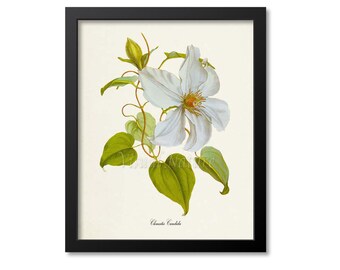 Clematis Candida Flower Art Print, Botanical Art Print, Flower Wall Art, Flower Print, Floral Print, white