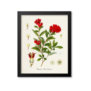 Pomegranate Botanical Print, Pomegranate Botanical Art Print, Pomegranate Wall Art, Pomegranate Decor, Kitchen Art Print, Punica Granatum