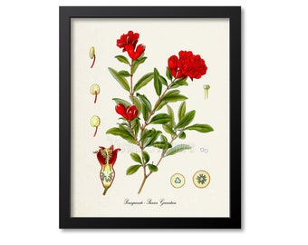 Pomegranate Botanical Print, Pomegranate Botanical Art Print, Pomegranate Wall Art, Pomegranate Decor, Kitchen Art Print, Punica Granatum