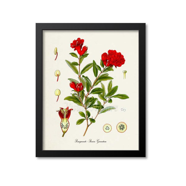 Pomegranate Botanical Print, Pomegranate Botanical Art Print, Pomegranate Wall Art, Pomegranate Decor, Kitchen Art Print, Punica Granatum
