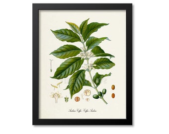 Coffee Botanical Print, Coffee Botanical Art Print, Coffee Bean, Caffeine, Coffee Wall Art, Coffee Decor, Arabian Coffee, Coffea Arabica