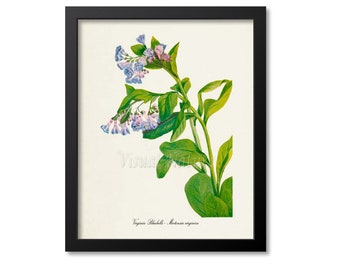 Virginia Bluebells Flower Art Print, Bluebells Botanical Art Print, Wall Art, blue, Mertensia virginica