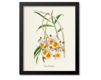 Devons Dendrobium Orchid Flower Art Print, Botanical Art Print, Flower Wall Art, Flower Print, Floral Print, Yellow White Orchid Flower