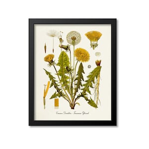 Dandelion Botanical Print, Dandelion Botanical Art Print, Dandelion Wall Art, Dandelion Decor, Common Dandelion, Taraxacum Officinale