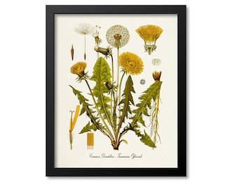 Dandelion Botanical Print, Dandelion Botanical Art Print, Dandelion Wall Art, Dandelion Decor, Common Dandelion, Taraxacum Officinale
