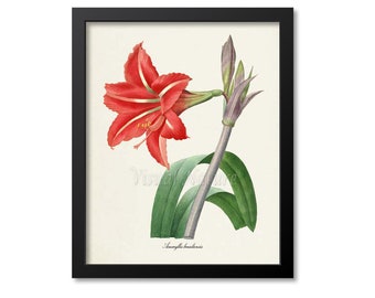 Amaryllis Flower Art Print, Botanical Art Print, Flower Wall Art, Flower Print, Floral Print, Redoute Art, red,green, Amaryllis brasiliensis